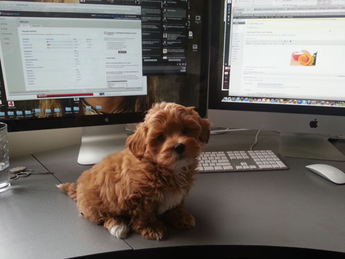 puppy2